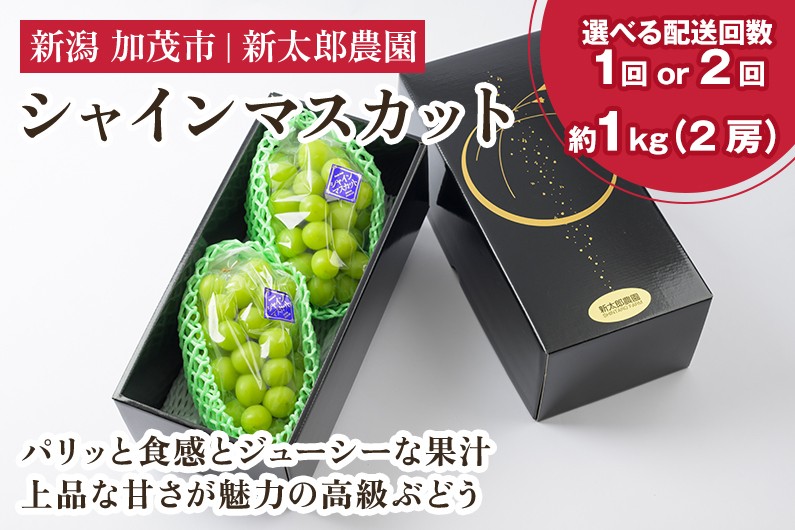 
                  【2025年先行予約】【選べる配送回数】シャインマスカット 約1kg（2房）《9月中旬から順次発送》果物 フルーツ ギフト  新潟産 ぶどう 種無し 糖度 甘い高級ぶどう 加茂市 新太郎農園
                