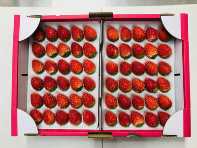 甘熟とちおとめ 30粒 各300g×4p ｜ とちおとめ いちご 苺 栃木県 果物 フルーツ ※北海道・沖縄・離島への配送不可 ※2026年1月上旬～4月中旬頃に順次発送予定