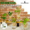 【ふるさと納税】ハイドロカルチャー 観葉植物 ストリングジンジャー （3鉢セット） 土無し インテリア 緑 グリーン 植物 簡単 初心者 かわいい 自然 おしゃれ 送料無料 Green Walk グリーンウォーク 愛知県 豊橋市