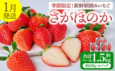 いちご  先行予約 【2026年1月発送】季節限定！ 新鮮朝摘みいちご「さがほのか」約1.5kg （250g×6パック）