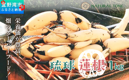 【令和7年10月以降発送】琉球蓮根 1kg 豊富な湧水とミネラルたっぷりの土で育った自然栽培の蓮根 [農薬 科学肥料 不使用] | NATURAL TONE | 蓮根 れんこん レンコン | 産地直送 採れたて 新鮮 シャキシャキ 根菜 野菜 | 沖縄県 宜野湾市 送料無料