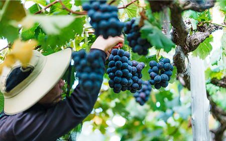 岡山県井原市美星町産 ニューピオーネ 2kg箱（3～5房入り） ご家庭用