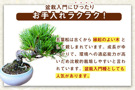 樹心園 五葉松 盆栽《30日以内に出荷予定(土日祝除く)》ごようまつ 盆栽作家 徳永功