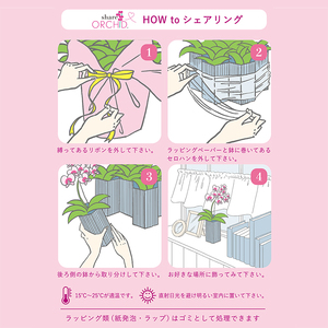 お取り分けできる胡蝶蘭 ミディー胡蝶蘭 ピンク系 7号 5本立ち ラッピング付き 【 胡蝶蘭 】