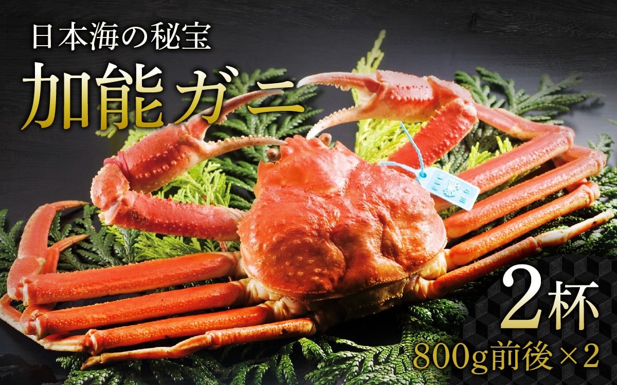 
                  加能ガニ 800g前後 × 2杯 計 1.6kg|  加能がに ズワイガニ かに カニ 蟹 ボイル 姿 ずわいがに 冷蔵 800グラム 1.6キロ 魚介類 魚介 海鮮 国産 雄 オス  
                