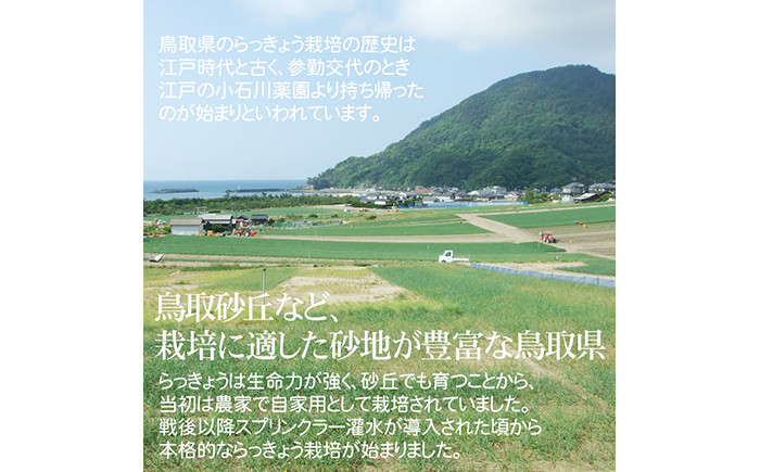 C23-135 砂丘らっきょう漬け4種セット！【甘酢漬け・ピリ辛漬け・二十世紀梨酢漬け・キムチ漬け】鳥取県産