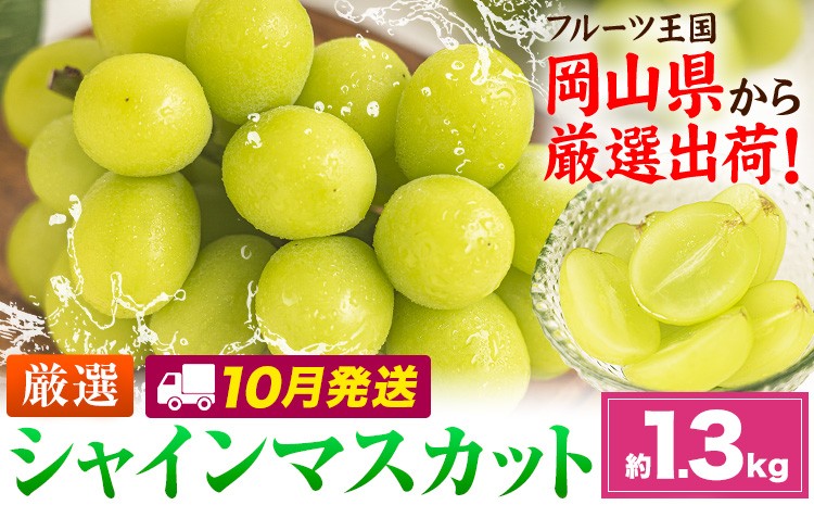 
                  【10月発送】シャインマスカット 約1.3kg(2-3房)《2026年10月上旬-10月末頃出荷》岡山県 笠岡市 シャインマスカット 厳選 ぶどう ブドウ 葡萄 マスカット 果物 フルーツ ギフト
                