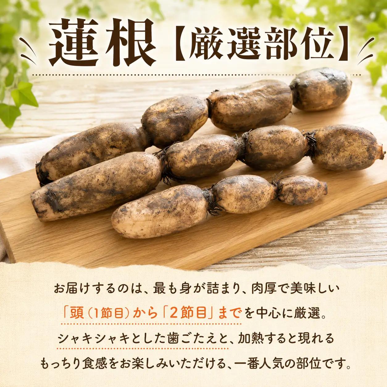 蓮根 厳選 こだわり部位セット 4.2kg