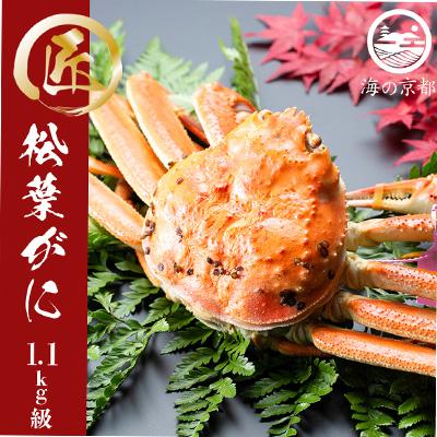 ふるさと納税 宮津市 茹で松葉蟹　特々大　1杯　(1,100g級)