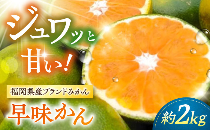 
                  【2026年9月中旬より発送】福岡産ブランドみかん 早味かん 約2kg ▼ 果物 ミカン フルーツ 九州産 国産 人気 おすすめ ランキング 高評価 桂川町/南国フルーツ株式会社[ADBW022]
                
