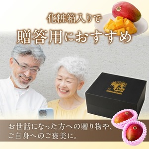 【2026年6月以降お届け】極　完熟マンゴー（2玉：約1.1kg）_完熟マンゴー 2玉 約 1.1kg 久留米産 平均糖度 17度～18度 完熟 マンゴー 国産 フルーツ トロピカルフルーツ 果物 デ
