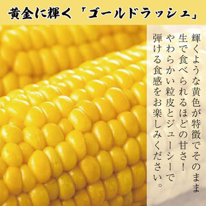 とうもろこし ゴールドラッシュ 10本 約4kg スイートコーン 先行予約 2025年6月発送予定 川島えがお倶楽部 とうもろこし トウモロコシ とうもろこし トウモロコシ