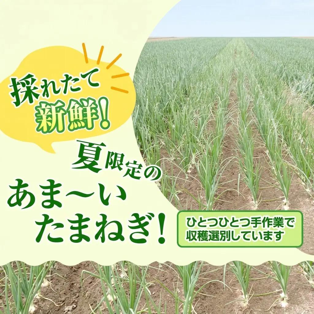 玉ねぎ 富良野産 白玉ねぎ 雪景色II 玉ねぎ【約5kg 約15〜25玉】