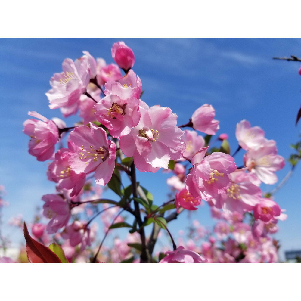 【ふるさと納税】春を知らせる一重咲きの綺麗な花　ハナカイドウ