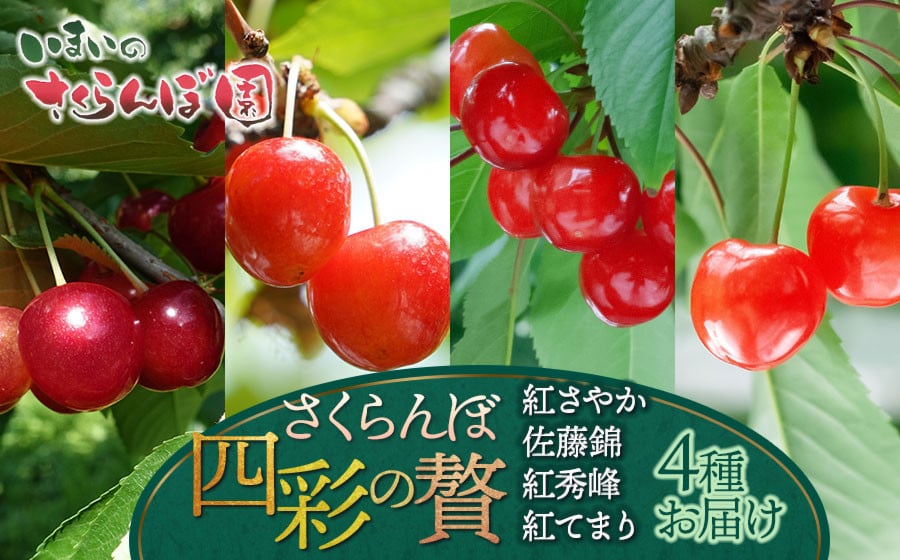
            【令和8年産先行予約】【4回お届け】 さくらんぼ四彩の贅 　～紅さやか・佐藤錦・紅秀峰・紅てまり4品種お届け～　いまいのさくらんぼ園
          