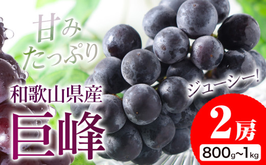 【先行予約】紀州和歌山産 種なし巨峰 2房（約800g～1kg） 魚鶴 《2025年8月中旬-9月末頃出荷》 和歌山県 日高町 フルーツ ぶどう 巨峰 2kg 和歌山県産 送料無料
