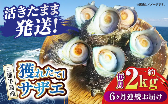 
            【全6回定期便】サザエ 2kg 13～20個 三浦半島 さざえ バーベキュー BBQ 直送 つぼ焼き 新鮮 獲れたて 魚貝類 魚介類 魚介 海鮮 海の幸 貝 名産品 特産品 定期【長井水産株式会社】 [AKAJ013]
          