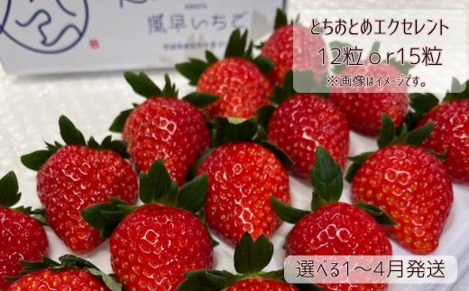 
            【1～4月発送】いちご とちおとめエクセレント（12粒or15粒）1箱 苺 イチゴ とちおとめ 選べる 発送月 発送回数 個数 いちご「とちおとめ」風早いちご園 有名ホテル使用 厳選 フルーツ 果物 季節限定 甘い 濃厚 ジューシー 新鮮 送料無料 ギフト 贈答 茨城県 鉾田市 野菜王国 予約受付
          