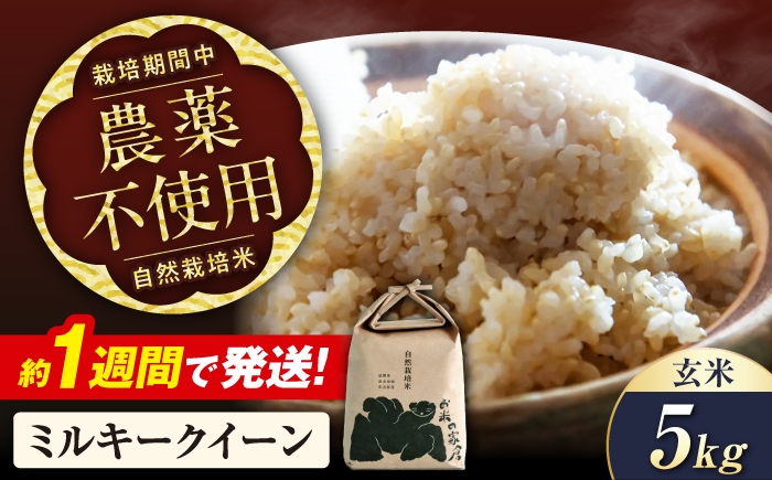 【令和8年産 新米】米 自然栽培 ミルキークイーン 5kg 玄米 長浜市/株式会社お米の家倉 [AQCP003] 米 お米 コメ 玄米 5kg 滋賀県産 長浜市産 こめ お米 食品 ふるさと納税 国産 炊きたて 米ギフト もちもち ブランド米 食卓 美味しい 産地直送 人気 ごはん ご飯 おにぎり 炊き込みご飯 5キロ おすすめ プレゼント 贈答