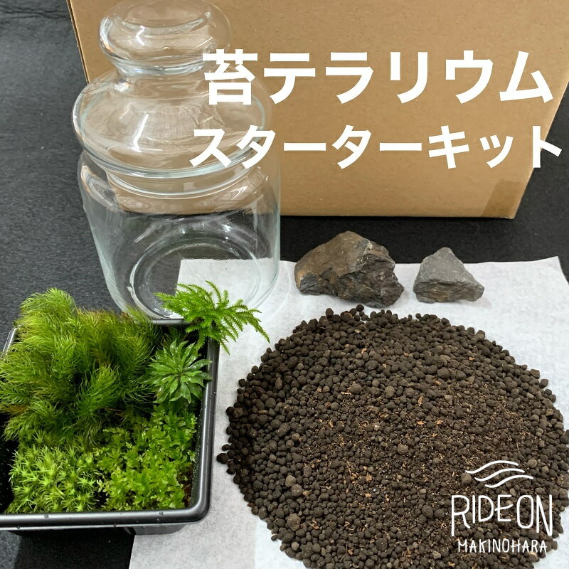 【ふるさと納税】 苔 テラリウム ジャングル コケ こけ 静岡県 牧之原市 インテリア 観葉 植物 コケノミウラ