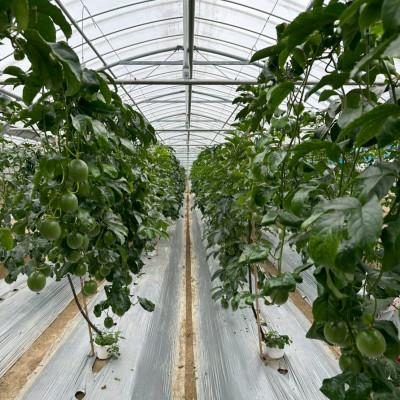 ふるさと納税 国頭村 【2026年5月から順次発送】国頭村産パッションフルーツ イエロー1kg(5〜7玉) |  | 03