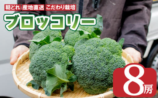 先行予約  ブロッコリー 8本 2kg以上 野菜 やさい 国産 朝採れ 新鮮 旬 季節野菜 産地直送 鮮度抜群 サラダ スープ 味噌汁 鍋 シチュー カレー 和食 洋食 中華 ビタミン 美容 健康 冷蔵 お取り寄せ グルメ 送料無料 徳島県 阿波市 AWA Nature