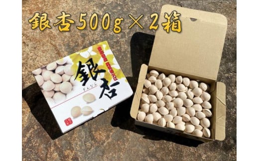 
            銀杏 祖父江のぎんなん 1kg ( 500g × 2箱 ) 大粒 光田農園
          