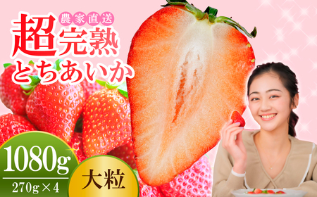 いちご【1月中旬以降発送】朝採れとちあいか 大粒 約270g×4パック 合計 約1080g |イチゴ いちご