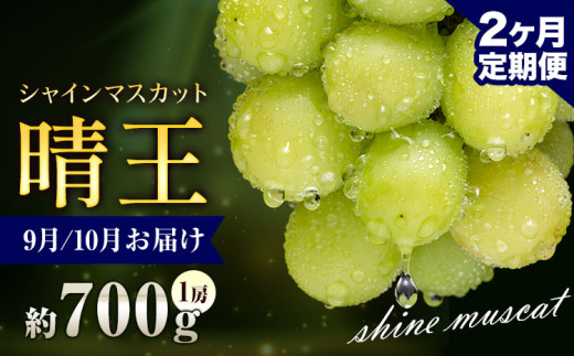 ぶどう シャインマスカット 晴王 700g 1房 2ヶ月定期便 彩美菜果《9月上旬-10月末頃出荷》 マスカット 送料無料 岡山県 浅口市 フルーツ 果物 贈り物 国産 岡山県産 くだもの 果物 9月 10月発送 【配送不可地域あり】