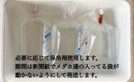 菊まるめだかの【超美人めだか３種セット】計24匹 生き物 メダカ お魚 ペット 