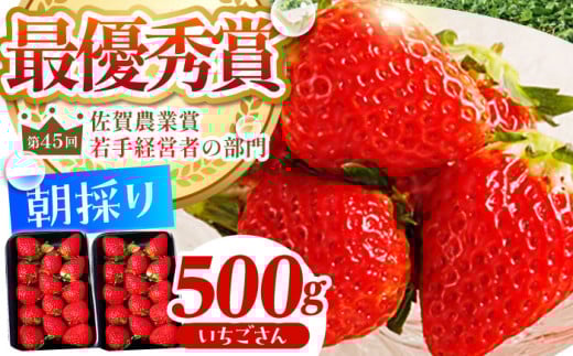 【農薬0への挑戦】【2～4月発送】朝摘みいちご ( いちごさん ) 500g ( 250g×2パック ) 【むらおか農園】 [HAF021] / いちご 苺 イチゴ 果物 くだもの フルーツ いちごさん さがほのか 佐賀県 国産