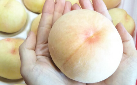 桃 2025年 先行予約 ご家庭用 岡山 白桃 早生、中生種 約1.4kg（4～6玉） もも モモ 岡山県 岡山市産 国産 フルーツ 果物