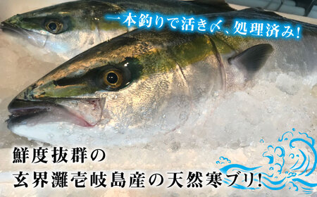 壱岐島産天然寒ブリ（12ｷﾛ台・3枚おろし）[JBS111]