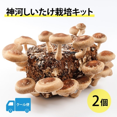 
            神河しいたけ栽培キット(しいたけ菌床)2個　※5月～10月順次発送【1411535】
          