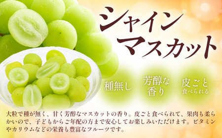 岡山県産 秋 の シャインマスカット 1房(600g以上) 環山堂株式会社《9月上旬-10月上旬頃出荷》岡山県 浅口市 ぶどう ブドウ 葡萄 果物 フルーツ 送料無料