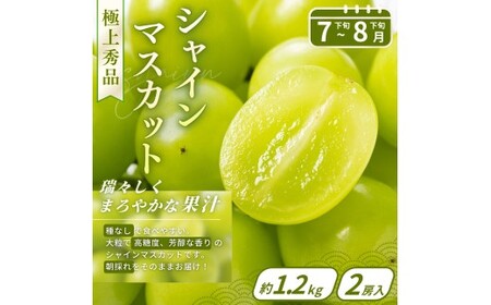 【フルーツ定期便・全6回】品質に自信あり！くしがきの里から直送　厳選した果物を最高のタイミングでお届け♪ / 定期便 桃 もも みかん 柑橘 シャインマスカット マスカット いちご 不知火 はれひめ 