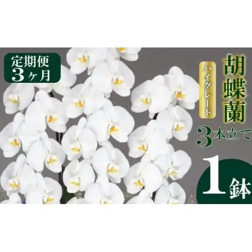 【定期便3ヶ月】 胡蝶蘭 3本立て 白 ハイグレード 花