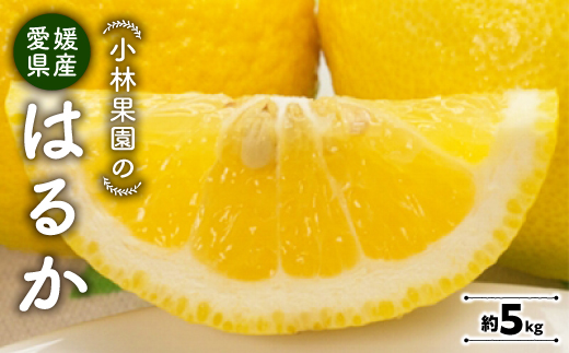 小林果園のはるか(約5kg)【C24−22】【1124428】