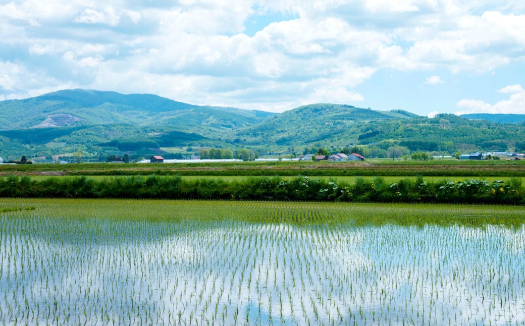 《令和6年産》北海道産 特別栽培米ゆめぴりか（玄米） 5kg