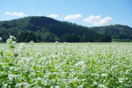 そば 生そば 4人前 800g 200g×4人前茹で方の説明書付き 冷蔵配送 山形県 大石田町 送料無料 sk-sbxxx4