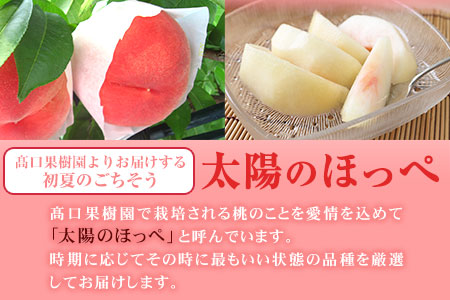 【先行予約】 桃 季節のおすすめ 約1.8kg～2kg もも フルーツ 果物 白桃 あかつき なつおとめ まどか 瑞鳳 なつっこ 川中島白桃 熊本県荒尾市産 桃 高口果樹園《7月上旬-8月末頃出荷》｜