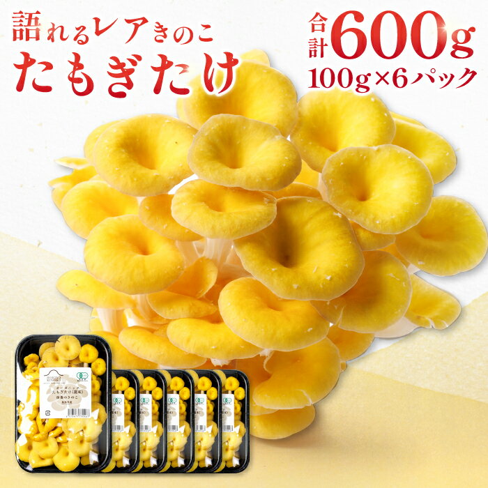【ふるさと納税】オーガニック菌床たもぎたけ6パック　HO09