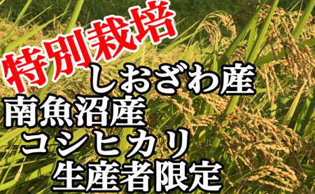 【令和7年産】【定期便：10Kg×6ヶ月】特別栽培 生産者限定  南魚沼しおざわ産コシヒカリ【2025年10月上旬より順次発送予定】