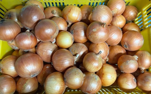 【先行予約】【訳あり】たなか農産の柳川産新玉ねぎ 約5kg