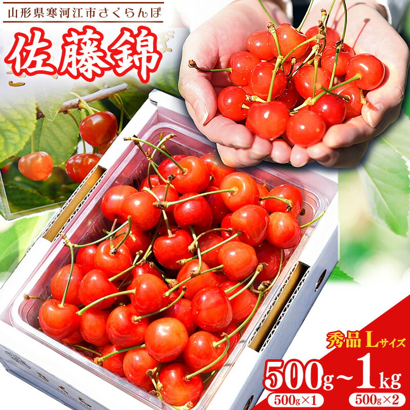 【ふるさと納税】選べる！令和7年産 さくらんぼ 「佐藤錦」 秀品 500g 〜 1kg（500g×2パック） Lサイズ以上 山形県産 【2025年6月上旬頃〜6月下旬頃発送予定】／ 2025年産 フルーツ 果物 果実 くだもの サクランボ