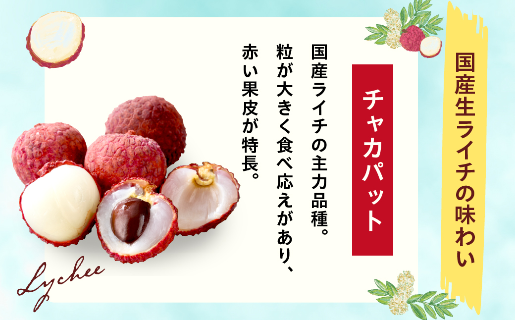 先行予約 数量限定 希少 国産 綾 生ライチ 1箱（化粧箱入り）果物 フルーツ くだもの 国産ライチ 2027年 トロピカルフルーツ 南国フルーツ 冷蔵 ジューシー 高級 デザート ギフト 贈り物 プ