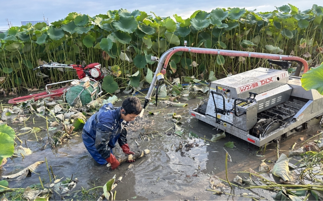 【先行予約品】五泉八代目レンコン 2kg(500g×4袋) | れんこん 蓮根 野菜 根菜 産地直送 国産 新潟県 五泉市 稲餅ふぁーむ 