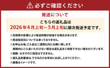 河内晩柑 （宇和ゴールド） 2L～Lサイズ 晩柑 ばんかん 柑橘 果物 くだもの フルーツ【2026年4月上旬～2026年5月上旬発送予定】(522-1)