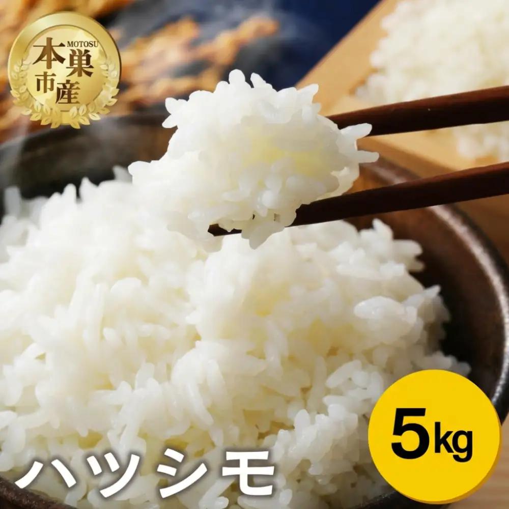 【生活応援】 米 5kg ハツシモ 令和7年産 米