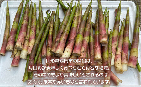 月山筍 ミックス 1kg　山形県鶴岡産　グレイスファーム